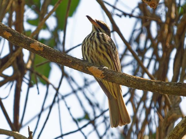 Gestreepte tiran (Myiodynastes maculatus)